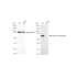KD-Validated ALPI Rabbit mAb (20 μl)