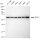 KD-Validated ABCE1 Rabbit mAb (20 μl)