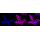KD-Validated ACBD3 Rabbit mAb (20 μl)