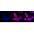 KD-Validated ACBD3 Rabbit mAb (20 μl)
