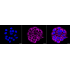 KD-Validated COX IV Rabbit mAb (20 μl)