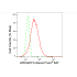 KD-Validated ARHGEF2 Rabbit mAb (20 μl)