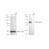 KD-Validated ARHGEF2 Rabbit mAb (20 μl)