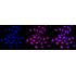 KD-Validated CSNK2B Rabbit mAb (20 μl)