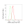 KD-Validated APBB1 Rabbit mAb (20 μl)