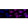 KD-Validated APBB1 Rabbit mAb (20 μl)
