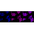 KD-Validated APBB1 Rabbit mAb (20 μl)