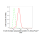 KD-Validated BCAP31 Rabbit mAb (20 μl)
