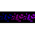 KD-Validated BCAP31 Rabbit mAb (20 μl)