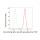 KD-Validated CBFB Rabbit mAb (20 μl)
