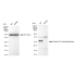 KD-Validated COMT Rabbit mAb (20 μl)