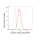 KD-Validated ACADVL Rabbit mAb (20 μl)