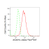 KD-Validated ACADVL Rabbit mAb (20 μl)