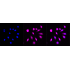 KD-Validated ACADVL Rabbit mAb (20 μl)