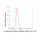 KD-Validated CBS Rabbit mAb (20 μl)