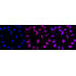 KD-Validated CBS Rabbit mAb (20 μl)