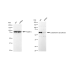 KD-Validated CBS Rabbit mAb (20 μl)