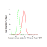 KD-Validated CAPNS1 Rabbit mAb (20 μl)