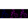 KD-Validated CAPNS1 Rabbit mAb (20 μl)