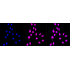 KD-Validated CAPNS1 Rabbit mAb (20 μl)