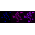 KD-Validated CD97 Rabbit mAb (20 μl)