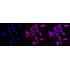 KD-Validated CD97 Rabbit mAb (20 μl)