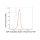 KD-Validated ARF5 Rabbit mAb (20 μl)