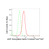KD-Validated ARF5 Rabbit mAb (20 μl)