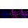 KD-Validated ARF5 Rabbit mAb (20 μl)
