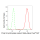 KD-Validated PDIA1 Rabbit mAb (20 μl)