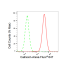 KD-Validated CANX Rabbit mAb (20 μl)