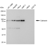 KD-Validated CANX Rabbit mAb (20 μl)