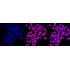 KD-Validated HLTF Rabbit mAb (20 μl)
