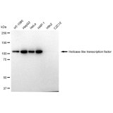 KD-Validated HLTF Rabbit mAb (20 μl)