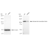 KD-Validated HLTF Rabbit mAb (20 μl)