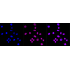 KD-Validated HSF1 Rabbit mAb (20 μl)