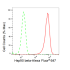 KD-Validated Hsp90 beta Rabbit mAb (20 μl)