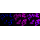 KD-Validated Hsp90 beta Rabbit mAb (20 μl)