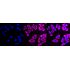 KD-Validated Hsp90 beta Rabbit mAb (20 μl)