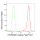 KD-Validated Hsp90 beta Rabbit mAb (20 μl)
