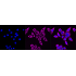 KD-Validated Hsp90 beta Rabbit mAb (20 μl)
