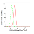 KD-Validated HSPA5 Rabbit mAb (20 μl)