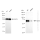 KD-Validated Hsc70 Rabbit mAb (20 μl)