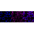 KD-Validated Hsp60 Rabbit mAb (20 μl)