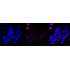 KD-Validated LIG4 Rabbit mAb (20 μl)