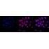 KD-Validated LMAN1 Rabbit mAb (20 μl)