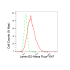 KD-Validated LMNB2 Rabbit mAb (20 μl)