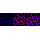 KD-Validated LMNB2 Rabbit mAb (20 μl)
