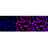 KD-Validated LMNB2 Rabbit mAb (20 μl)