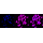KD-Validated LOXL2 Rabbit mAb (20 μl)